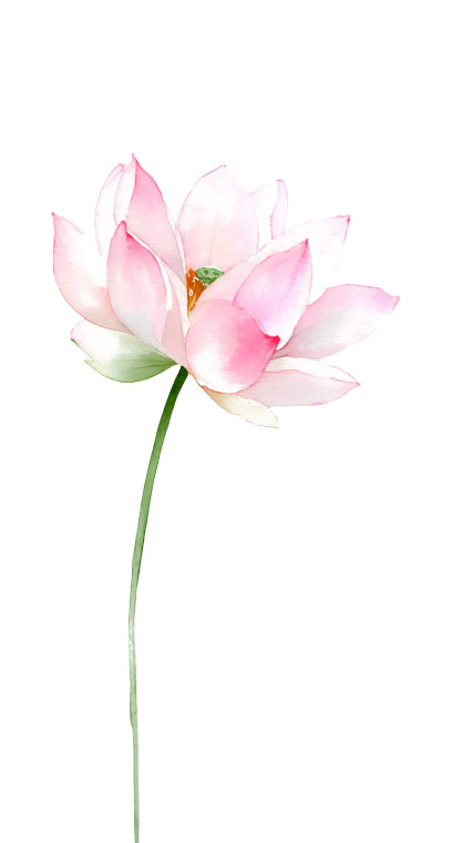 Pink Lotus Bloom V5 Vinyl Car Decal Sticker – Waterproof & UV-Resistant 