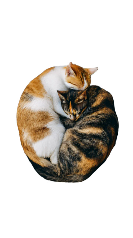 Sleeping Calico Cats Vinyl Car Decal Sticker – Waterproof & UV-Resistant 
