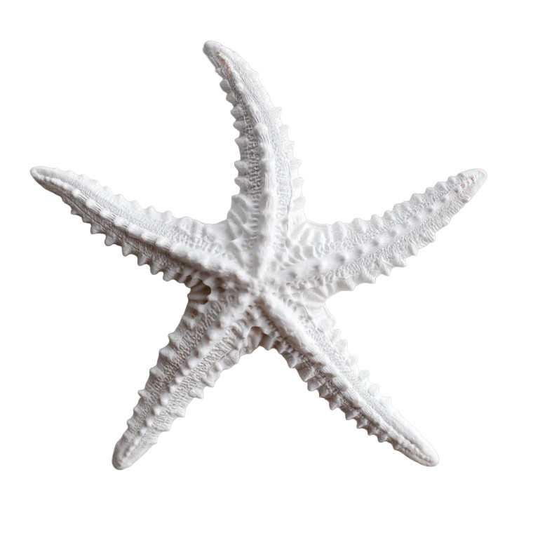 White Starfish Vinyl Car Decal Sticker – Waterproof & UV-Resistant  White Starfish Vinyl Car Decal Sticker – Waterproof & UV-Resistant