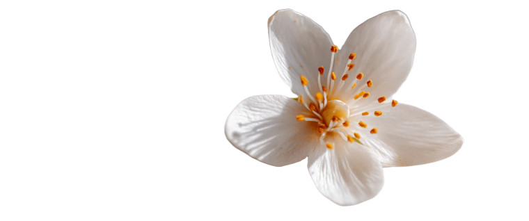 White Orange Blossom Vinyl Car Decal Sticker – Waterproof & UV-Resistant 