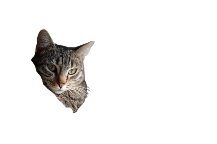 Holding Tabby Cat Vinyl Car Decal Sticker – Waterproof & UV-Resistant 