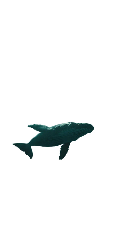 Deep-Sea Whale Photography Vinyl Car Decal Sticker – Waterproof & UV-Resistant 