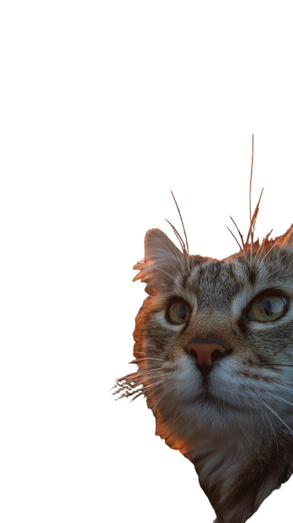 Soldier Cat Selfie Vinyl Car Decal Sticker – Waterproof & UV-Resistant 