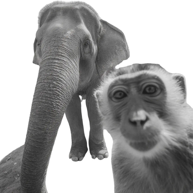 Elephant And Monkey Selfie Vinyl Car Decal Sticker – Waterproof & UV-Resistant 