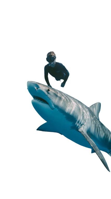 Tiger Shark Encounter Vinyl Car Decal Sticker – Waterproof & UV-Resistant 