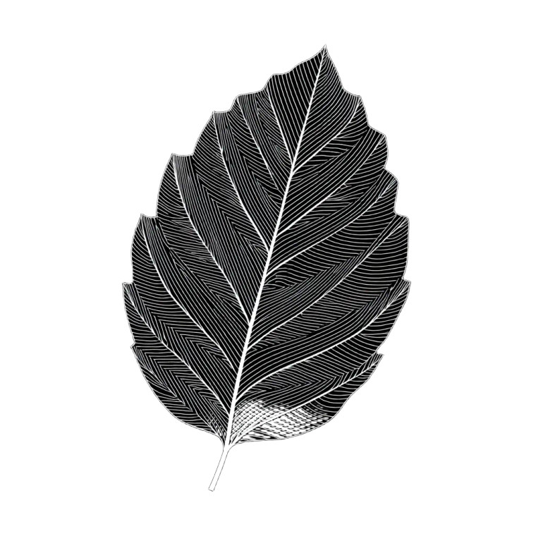 Cherry Blossom Leaf V2 Vinyl Car Decal Sticker – Waterproof & UV-Resistant 