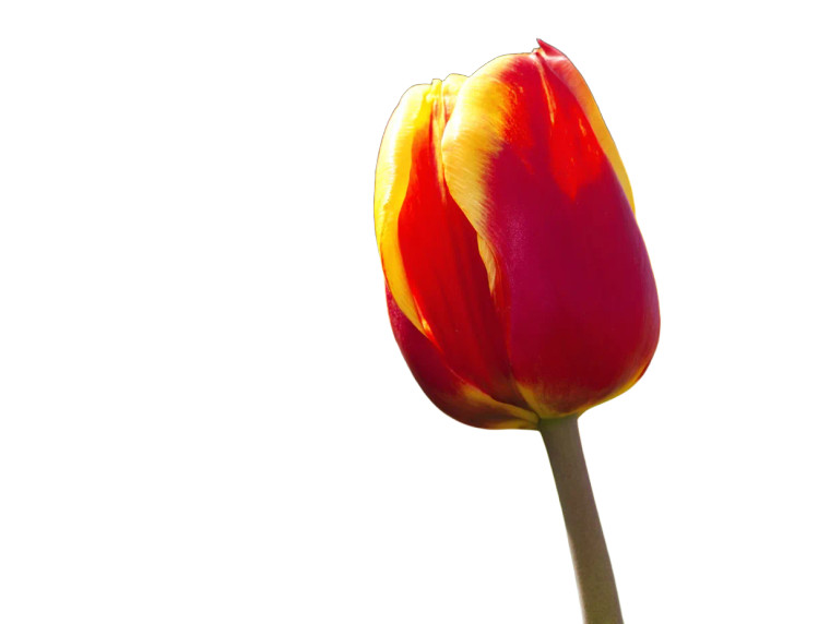 Vibrant Blooming Tulip Vinyl Car Decal Sticker – Waterproof & UV-Resistant 