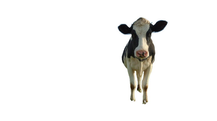 Upright Cow Vinyl Car Decal Sticker – Waterproof & UV-Resistant 