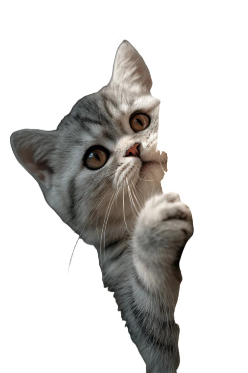 Playful Kitten Attack Vinyl Car Decal Sticker – Waterproof & UV-Resistant 