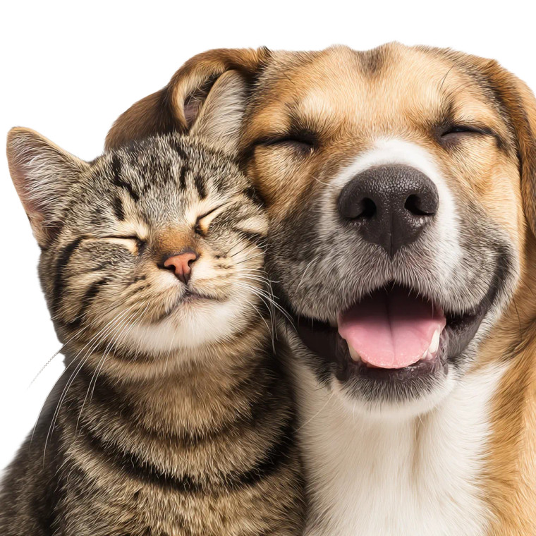 Happy Pets Portrait Vinyl Car Decal Sticker – Waterproof & UV-Resistant 