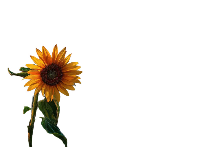 Sunflower In Field Vinyl Car Decal Sticker – Waterproof & UV-Resistant 