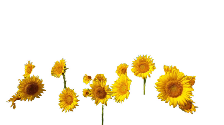 Sunflower Field V3 Vinyl Car Decal Sticker – Waterproof & UV-Resistant 