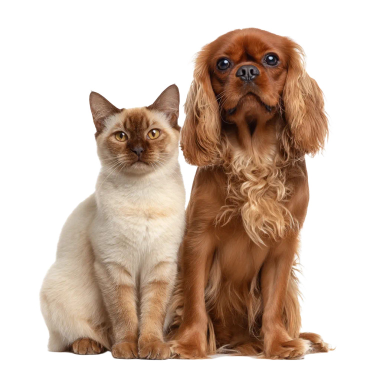 Pets Portrait Vinyl Car Decal Sticker – Waterproof & UV-Resistant 