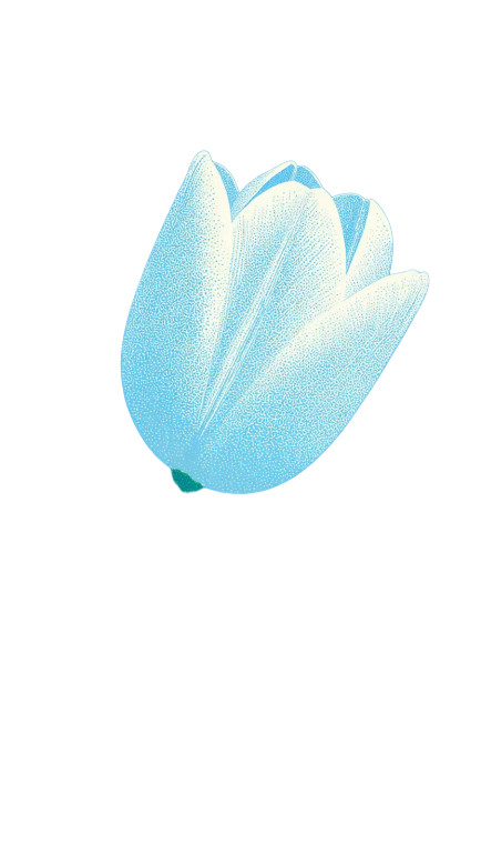 White Tulip Illustration Vinyl Car Decal Sticker – Waterproof & UV-Resistant 