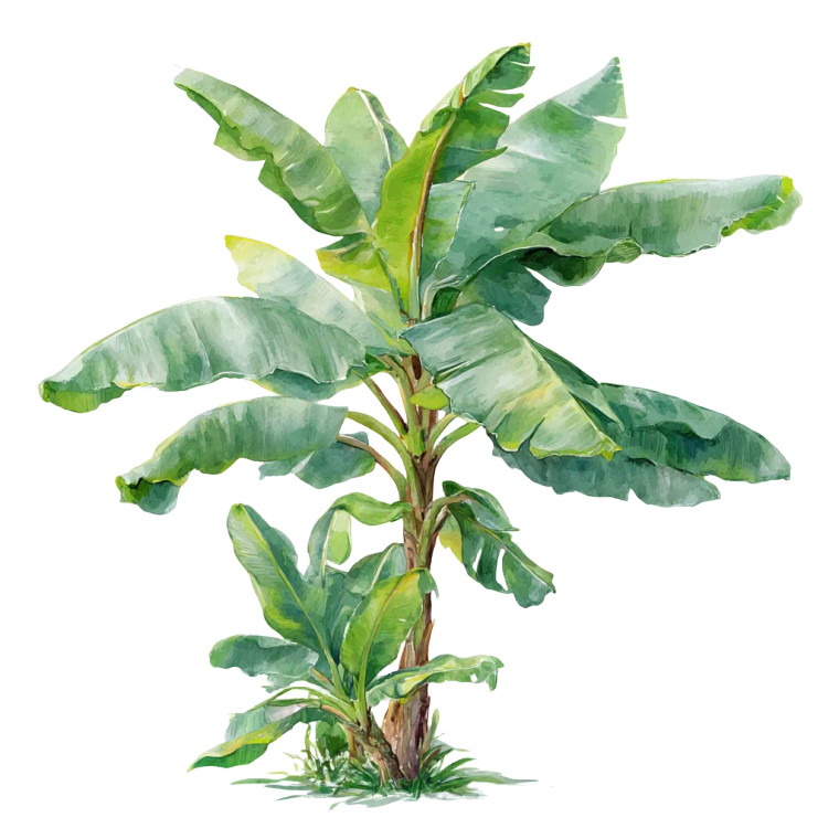 Bananas Tree Vinyl Car Decal Sticker – Waterproof & UV-Resistant 