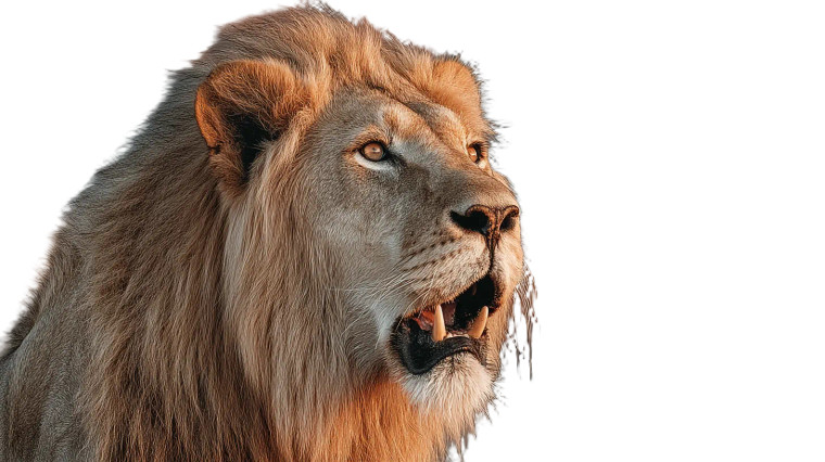 Majestic African Lion Vinyl Car Decal Sticker – Waterproof & UV-Resistant 