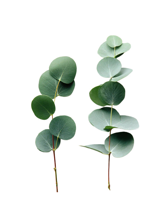 Eucalyptus Flat Lay Vinyl Car Decal Sticker – Waterproof & UV-Resistant 