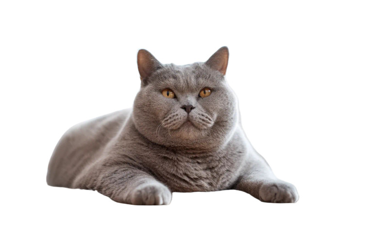 Friendly Fat Cat Vinyl Car Decal Sticker – Waterproof & UV-Resistant 