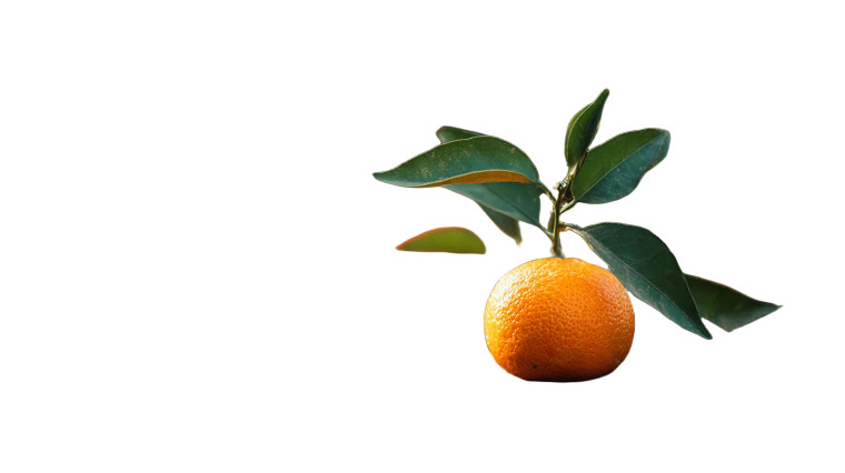 Ripe Orange Closeup Vinyl Car Decal Sticker – Waterproof & UV-Resistant 