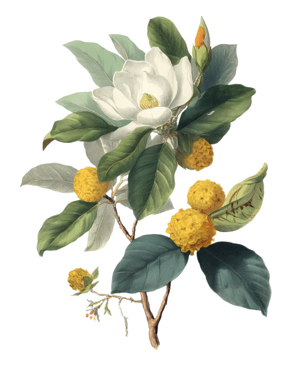 White Magnolia Illustration Vinyl Car Decal Sticker – Waterproof & UV-Resistant 