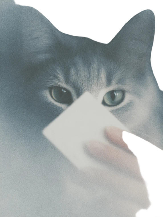 Cat Selfie V3 Vinyl Car Decal Sticker – Waterproof & UV-Resistant 