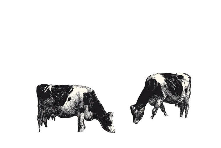 Grazing Dairy Cows V2 Vinyl Car Decal Sticker – Waterproof & UV-Resistant 
