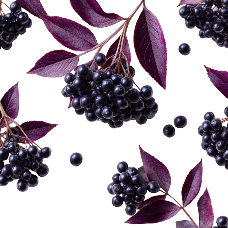 Elderberries Presentation Vinyl Car Decal Sticker – Waterproof & UV-Resistant 