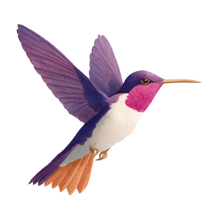 Purple Hummingbird Vinyl Car Decal Sticker – Waterproof & UV-Resistant 