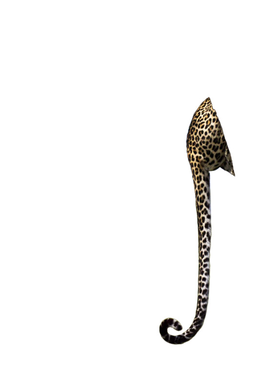 Leopard Tail Tree Vinyl Car Decal Sticker – Waterproof & UV-Resistant 