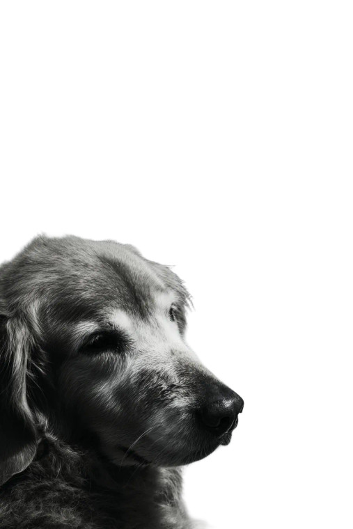 Relaxed Golden Retriever Vinyl Car Decal Sticker – Waterproof & UV-Resistant 