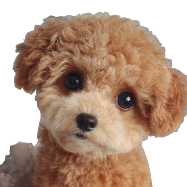 Cute Poodle V2 Vinyl Car Decal Sticker – Waterproof & UV-Resistant 