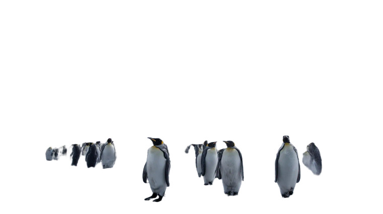 Emperor Penguins Gathering Vinyl Car Decal Sticker – Waterproof & UV-Resistant 