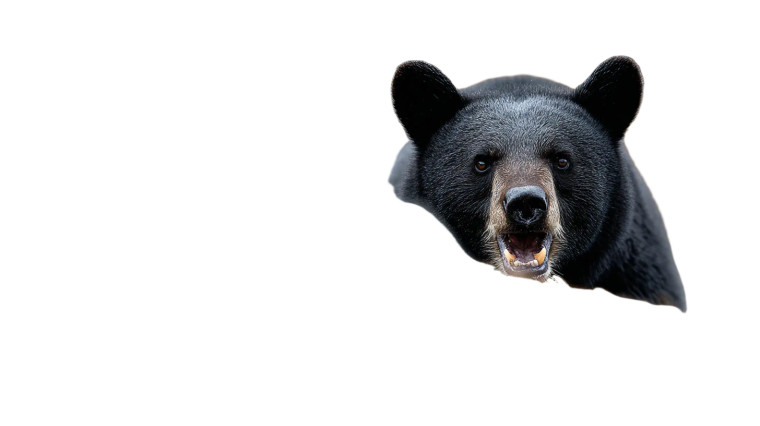 Roaring Black Bear V3 Vinyl Car Decal Sticker – Waterproof & UV-Resistant 