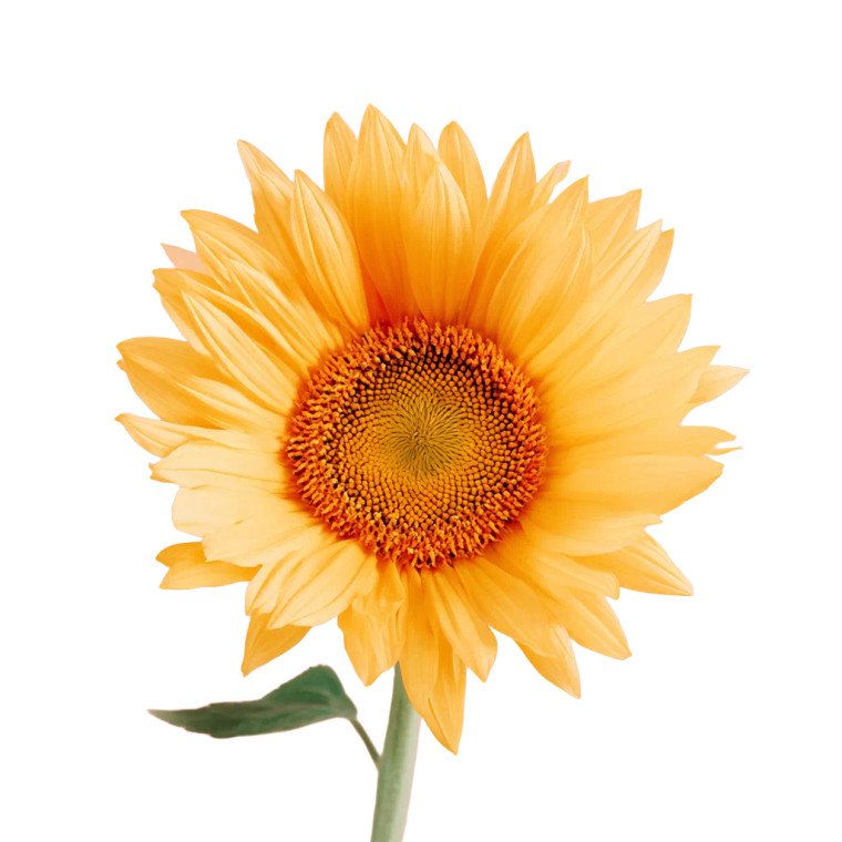 Sunflower V4 Vinyl Car Decal Sticker – Waterproof & UV-Resistant 