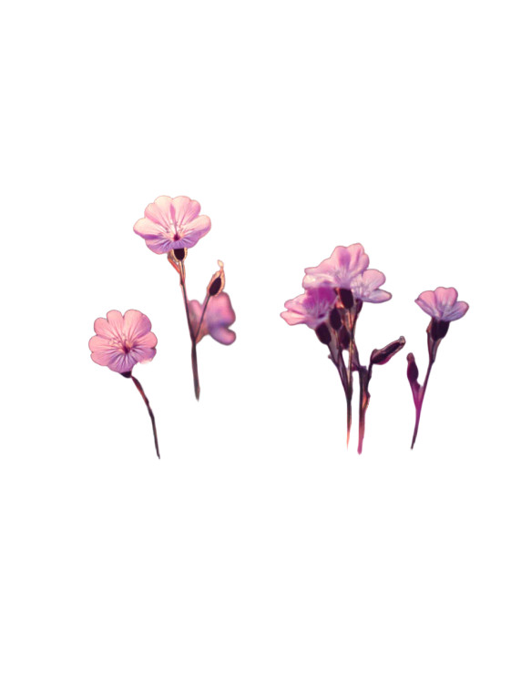 Wild Meadow Flowers Vinyl Car Decal Sticker – Waterproof & UV-Resistant 