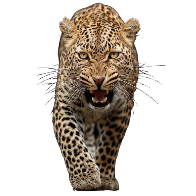 Aggressive Leopard Vinyl Car Decal Sticker – Waterproof & UV-Resistant 