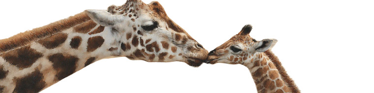 Giraffe Mother Kissing Vinyl Car Decal Sticker – Waterproof & UV-Resistant 