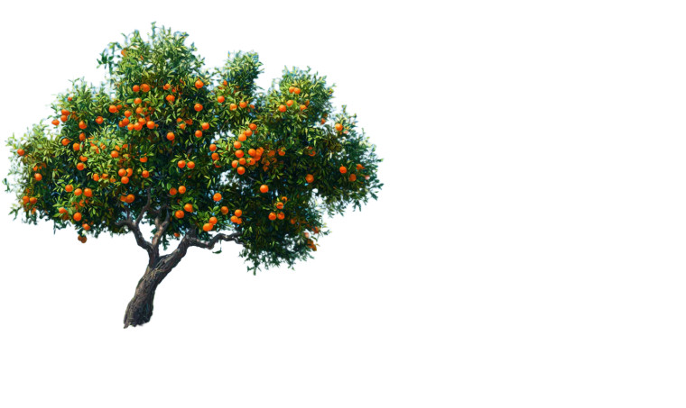 Orange Tree Meadow Vinyl Car Decal Sticker – Waterproof & UV-Resistant 