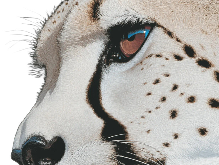 Cheetah Vinyl Car Decal Sticker – Waterproof & UV-Resistant 