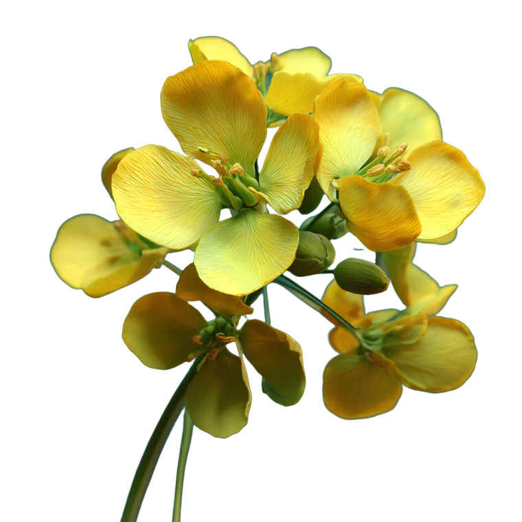 Rapeseed Flower Close-Up V2 Vinyl Car Decal Sticker – Waterproof & UV-Resistant 