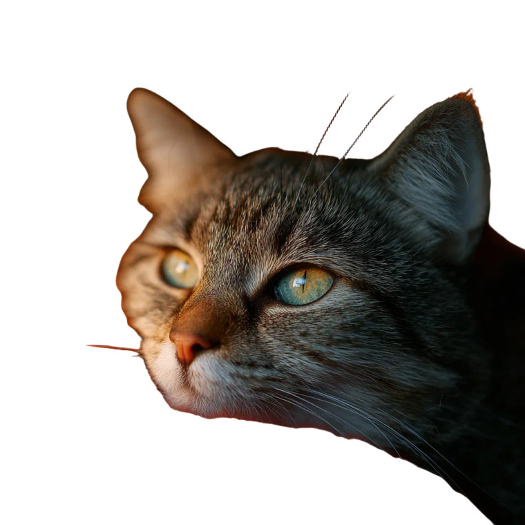 Cat And Owner Vinyl Car Decal Sticker – Waterproof & UV-Resistant 