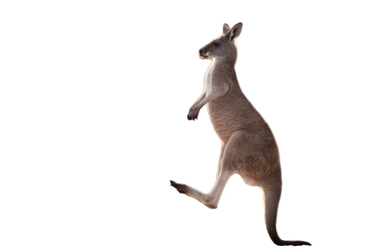 Ballet Kangaroo Vinyl Car Decal Sticker – Waterproof & UV-Resistant 