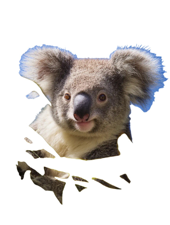 Adorable Koala Vinyl Car Decal Sticker – Waterproof & UV-Resistant 