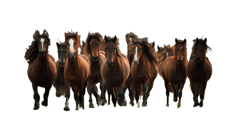 Majestic Horse Herd Vinyl Car Decal Sticker – Waterproof & UV-Resistant 