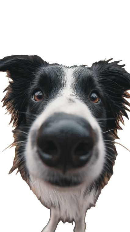 Dog Sniffing Camera Vinyl Car Decal Sticker – Waterproof & UV-Resistant 