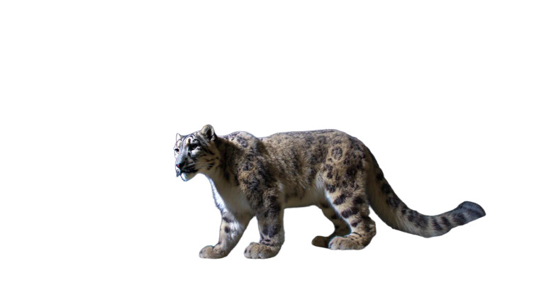 Snow Leopard Portrait V5 Vinyl Car Decal Sticker – Waterproof & UV-Resistant 