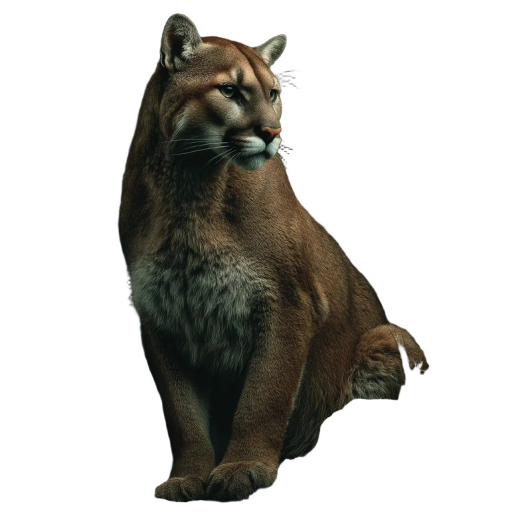 Hyper Realistic Cougar Vinyl Car Decal Sticker – Waterproof & UV-Resistant 
