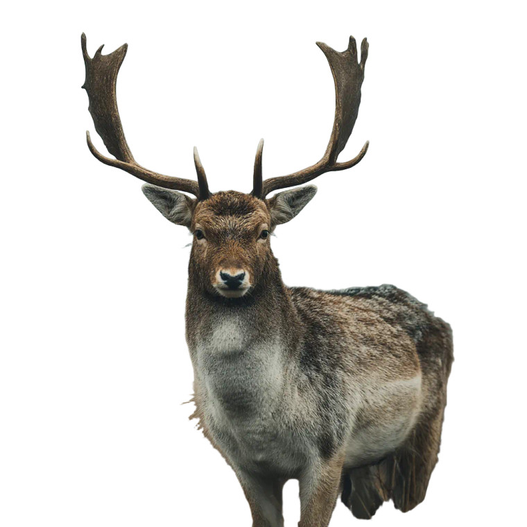 Misty Fallow Deer Vinyl Car Decal Sticker – Waterproof & UV-Resistant 