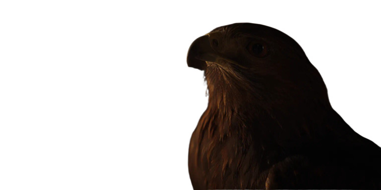 Cinematic Hawk V2 Vinyl Car Decal Sticker – Waterproof & UV-Resistant 