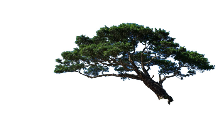 Green Tree Sky Vinyl Car Decal Sticker – Waterproof & UV-Resistant 